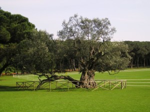 The 1600 years old olive tree on Brijuni Islands