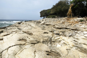 The-dinosaurs-on-Brijuni-Islands