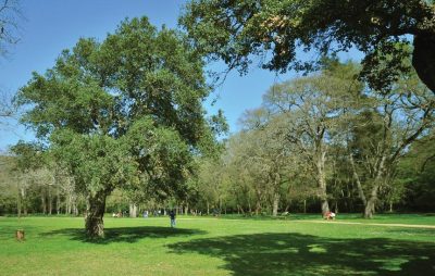 Park-wood Šijana in Pula 4
