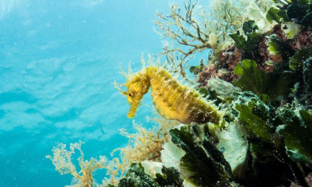 Introdive in Pula