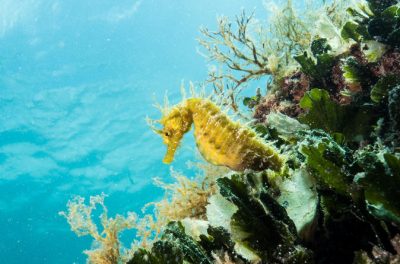 Introdive in Pula