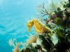 Introdive in Pula