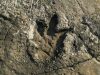 Paleontological site Datule – Barbariga 4